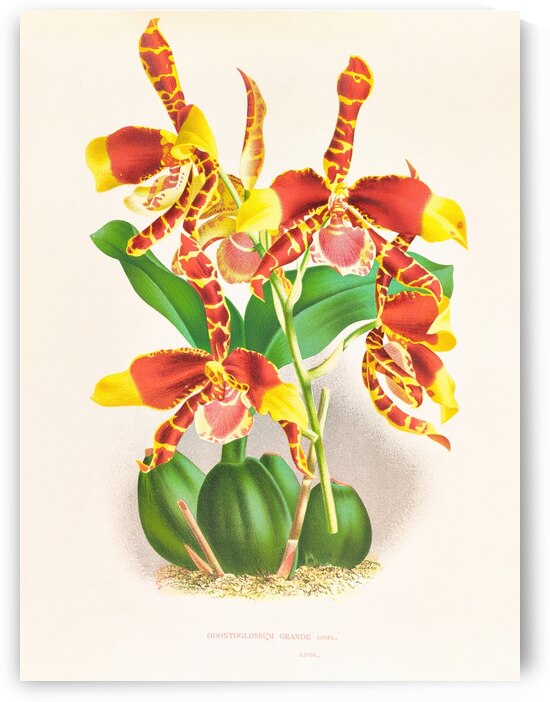 Odontoglossum grande by IStockHistory com