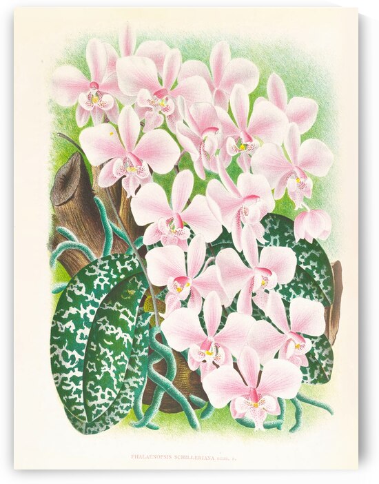 Phalaenopsis schilleriana by IStockHistory com