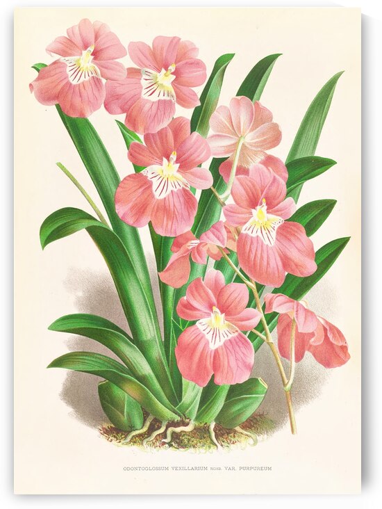 Odontoglossum Vexillarium by IStockHistory com