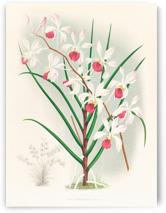 Vanda kimballiana by IStockHistory com