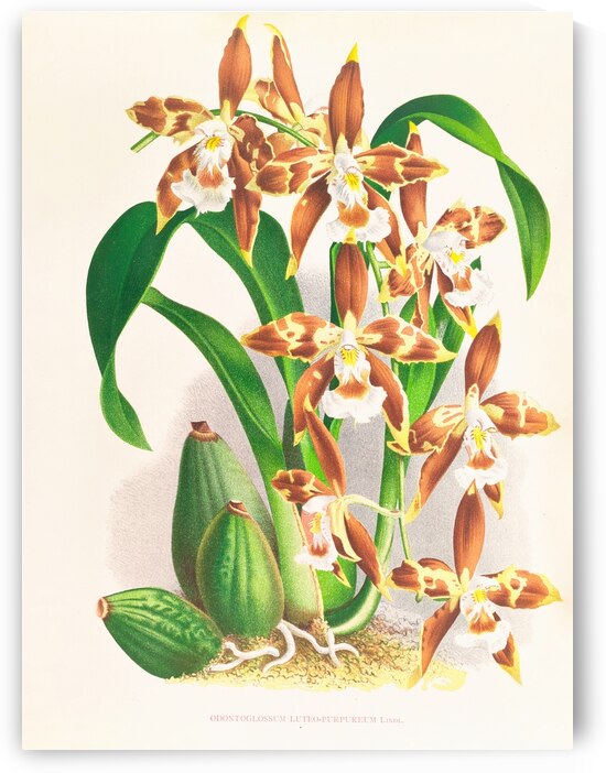 Odontoglossum luteo-purpureum by IStockHistory com