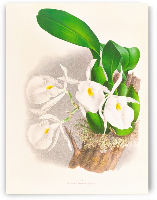 Pilumna nobilis by IStockHistory com