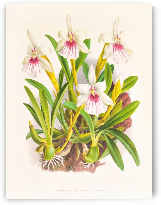 Miltonia spectabilis by IStockHistory com