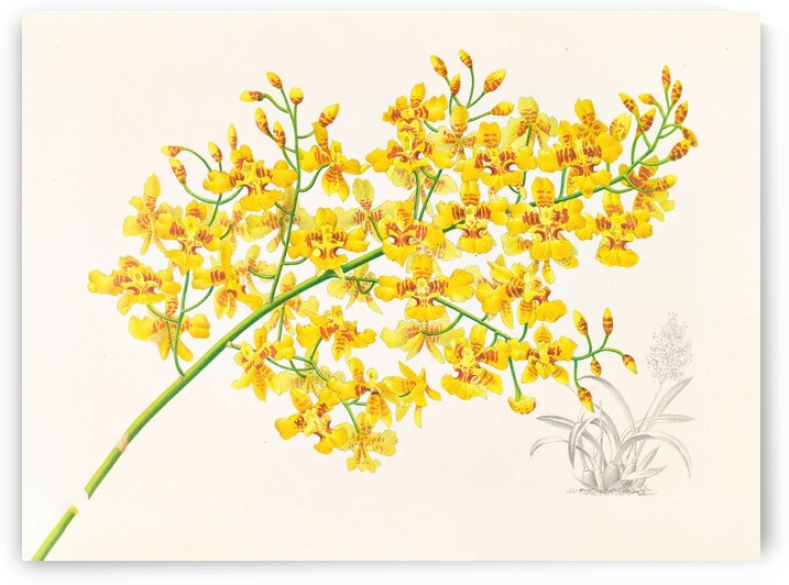 Oncidium aurosum by IStockHistory com
