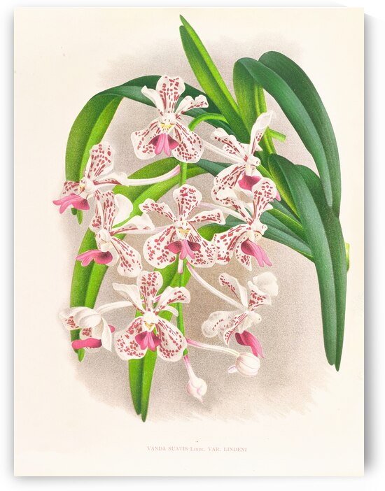 Vanda suavis by IStockHistory com