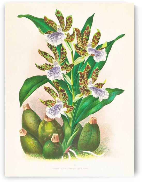 Zygopetalum intermedium by IStockHistory com