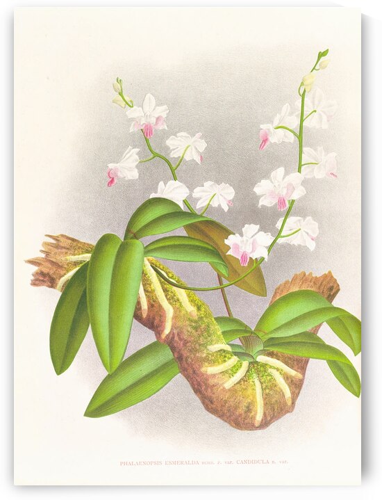Phalaenopsis esmeralda var candidula by IStockHistory com