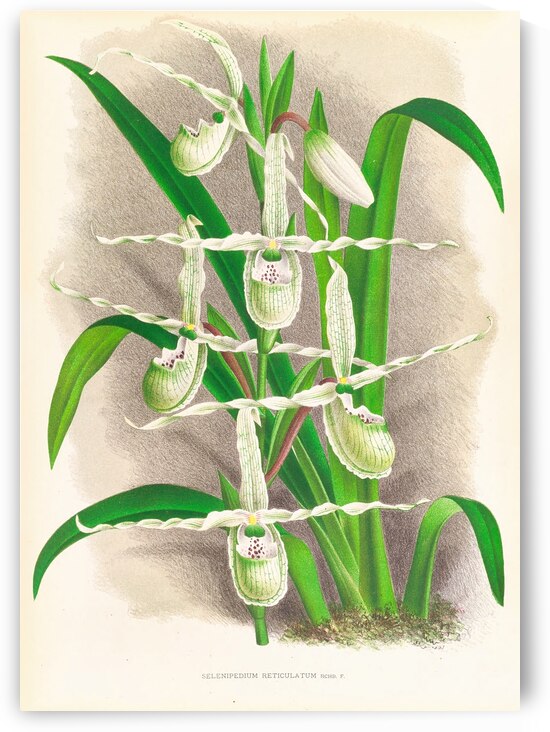 Selenipedium Reticulatum by IStockHistory com