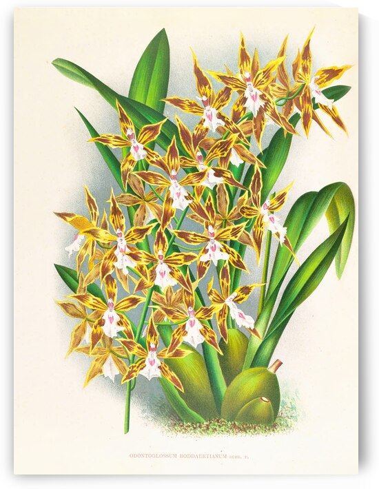 Odontoglossum boddaertianum by IStockHistory com