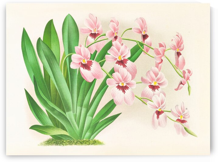 Miltonia vexillaria by IStockHistory com