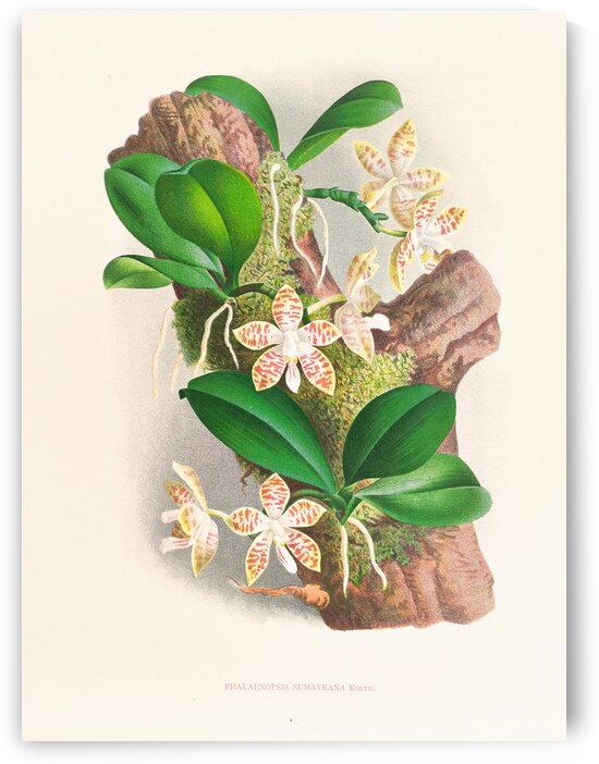 Phalaenopsis sumatrana by IStockHistory com