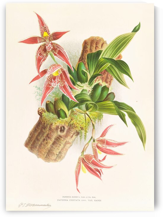 Paphinia Randi Paphinia Cristata by IStockHistory com