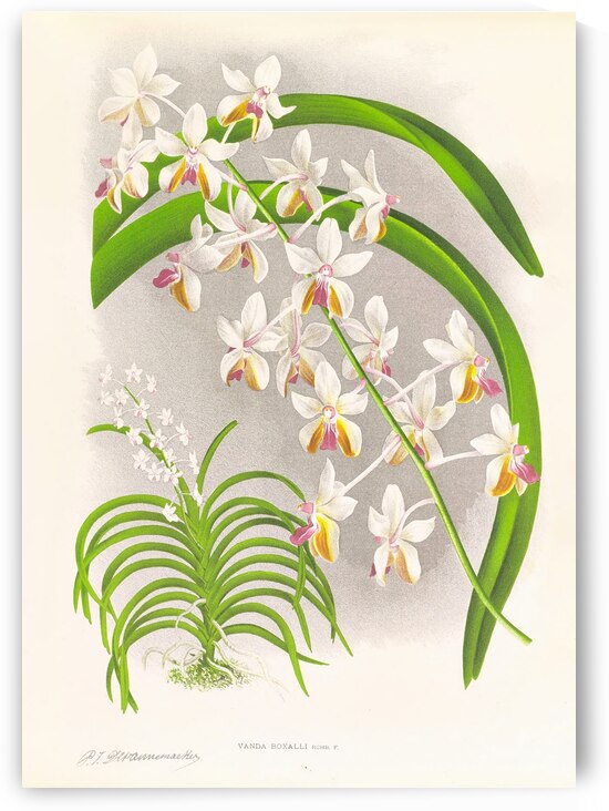 Vanda Boxalli by IStockHistory com