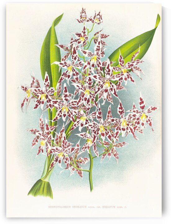 Odontoglossum odoratum var striatum by IStockHistory com