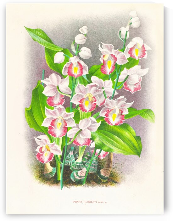 Phaius humbloti by IStockHistory com