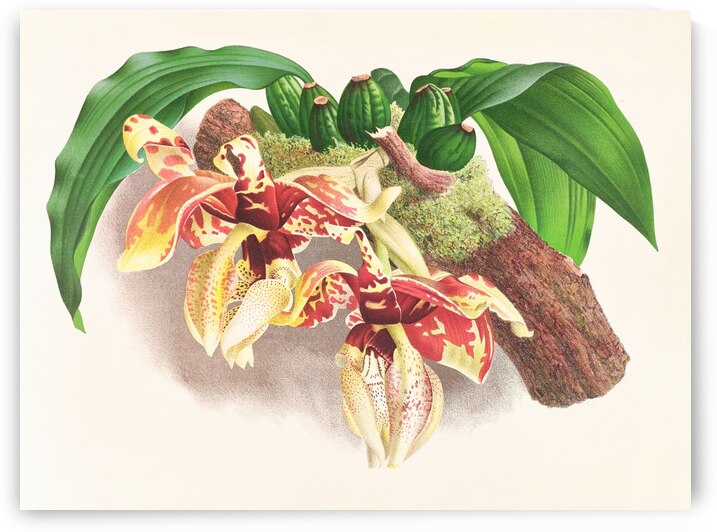 Stanhopea Tigrina by IStockHistory com