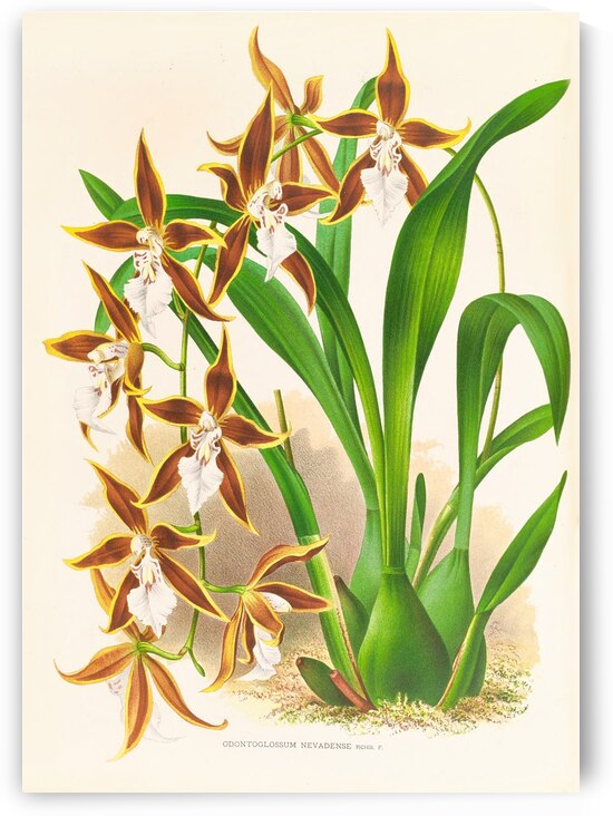 Odontoglossum nevadense by IStockHistory com