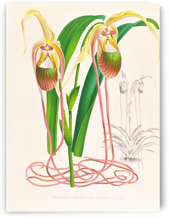 Selenipedium caudatum by IStockHistory com