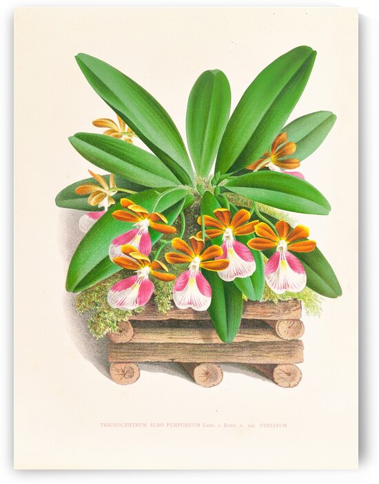 Trichocentrum albo purpureum by IStockHistory com