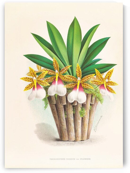 Trichocentrum Tigrinum by IStockHistory com