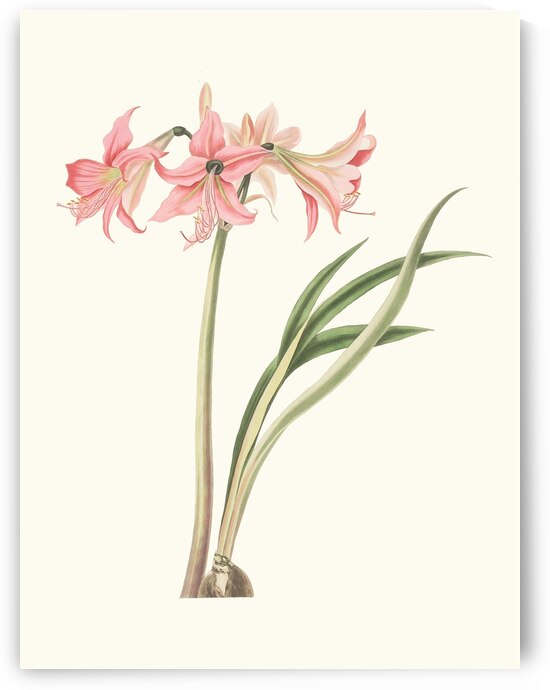 Amaryllis Stilosa 1834 by IStockHistory com