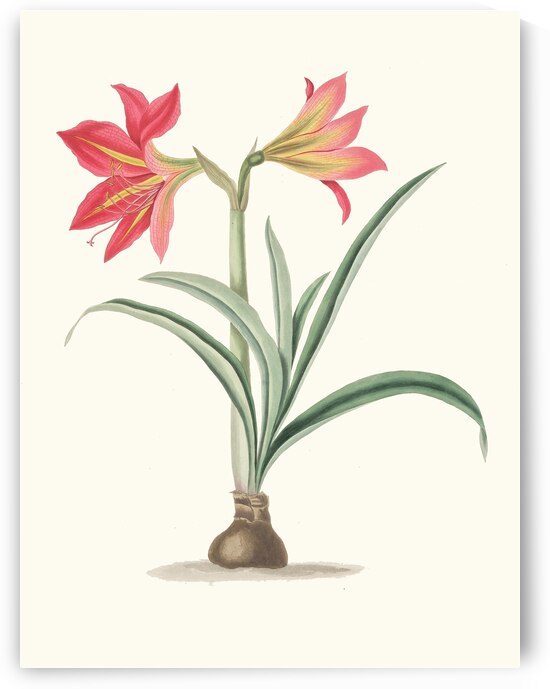 Amryllis Platypetala. 1834 by IStockHistory com