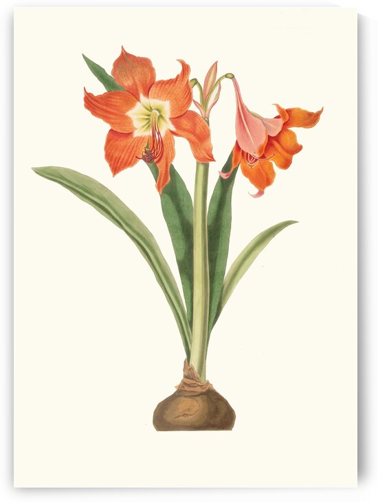 Amaryllis Equestris Major 1834 by IStockHistory com