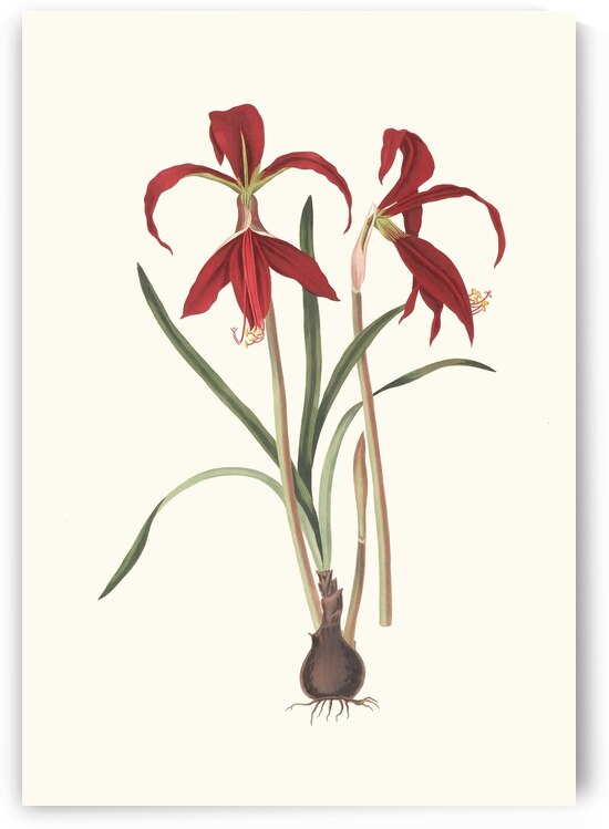 Amaryllis Formosissima. 1834 by IStockHistory com