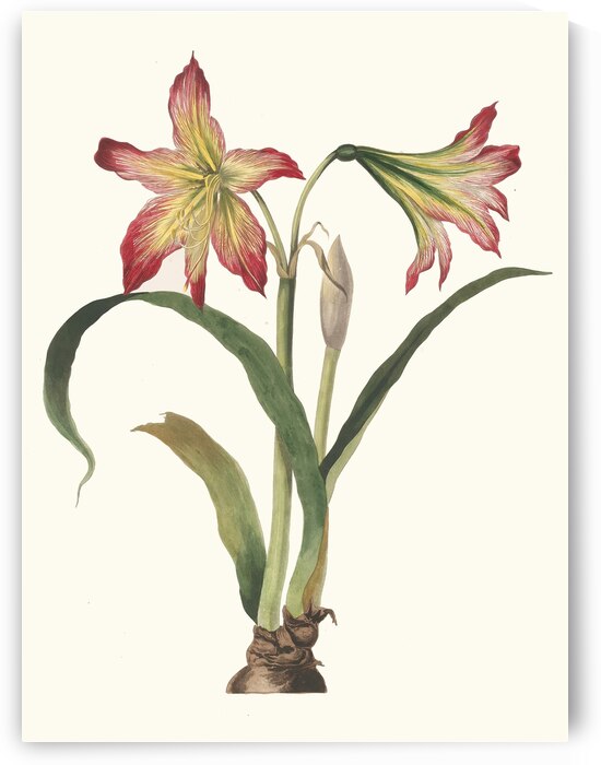 Amaryllis Psittacina 1834 by IStockHistory com