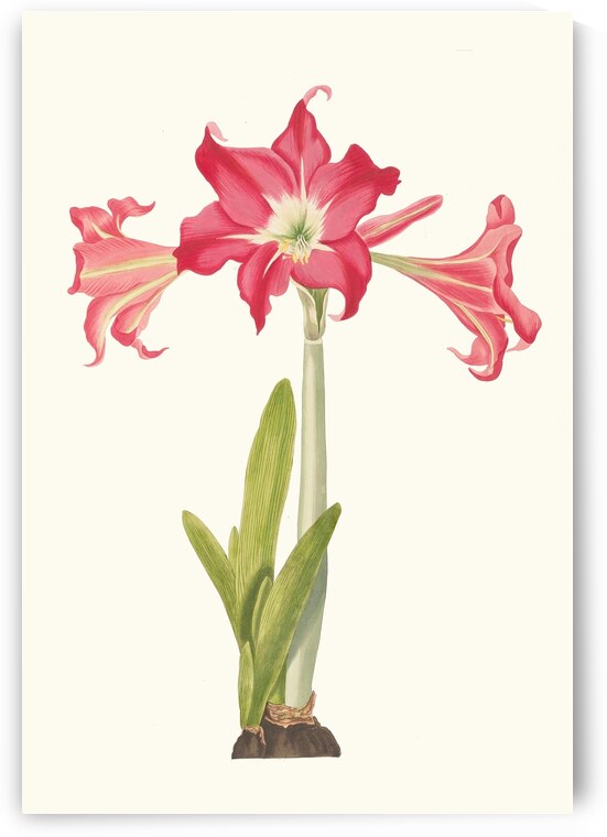 Amaryllis Solandriflora Var. Or Amaryllis Johnsoni 1834 by IStockHistory com