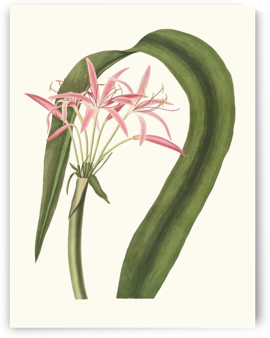 Crinum Cruentum 1834 by IStockHistory com