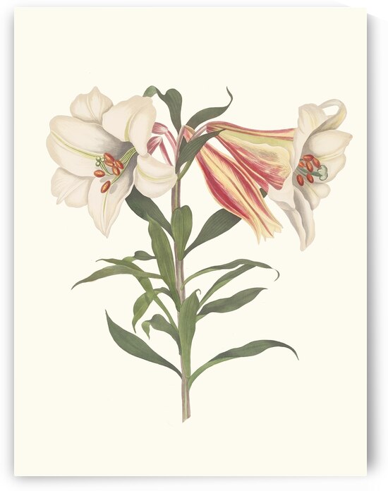 Lilium Japonicum. 1834 by IStockHistory com