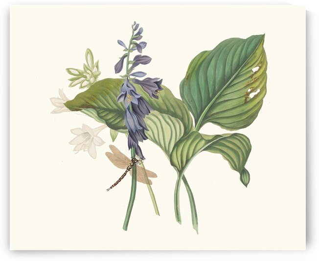 Hemerecalliscarulea Hemerecallis Japonica 1834 by IStockHistory com