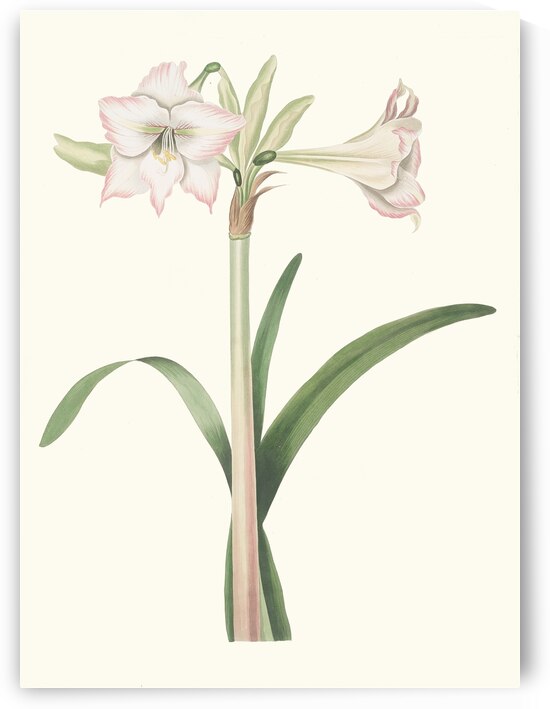 Amaryllis Solandriflora Var. 1834 by IStockHistory com