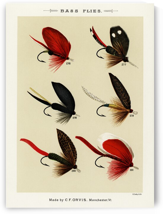 Bass Flies  by IStockHistory com