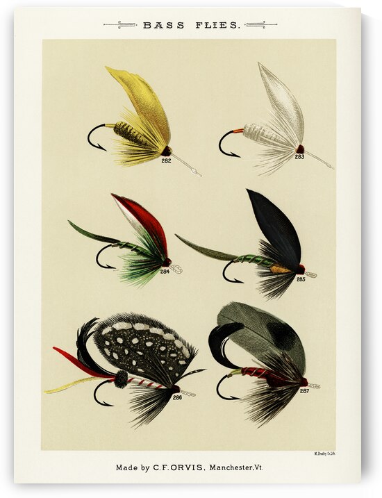 Bass Flies  by IStockHistory com
