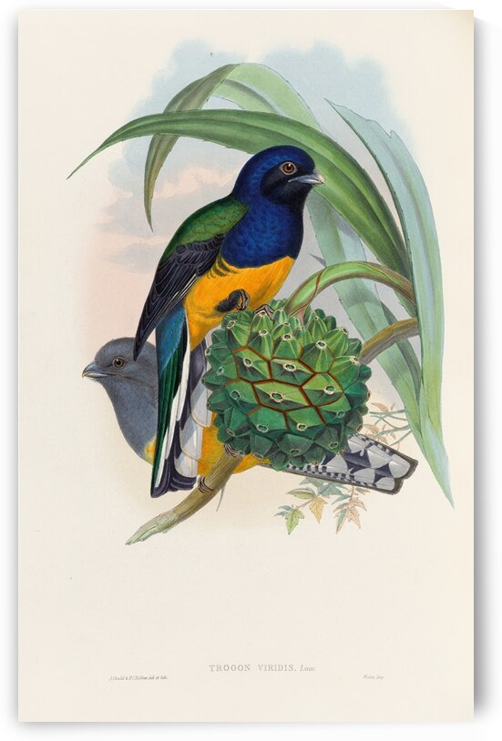 John Gould trogons 019 by IStockHistory com