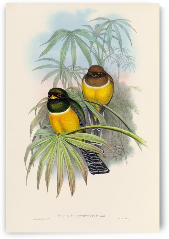 John Gould trogons 006 by IStockHistory com