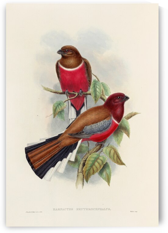 John Gould trogons 047 by IStockHistory com