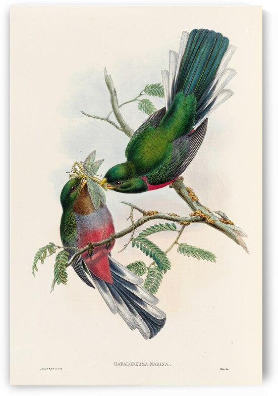 John Gould trogons 036 by IStockHistory com