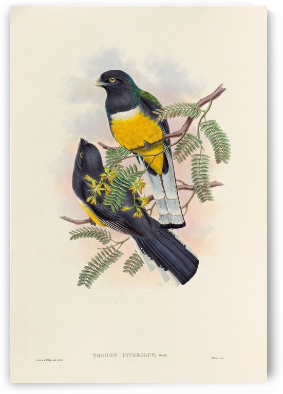 John Gould trogons 045 by IStockHistory com