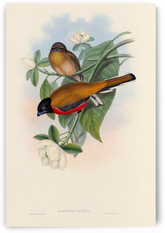 John Gould trogons 013 by IStockHistory com