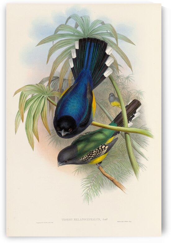 John Gould trogons 007 by IStockHistory com