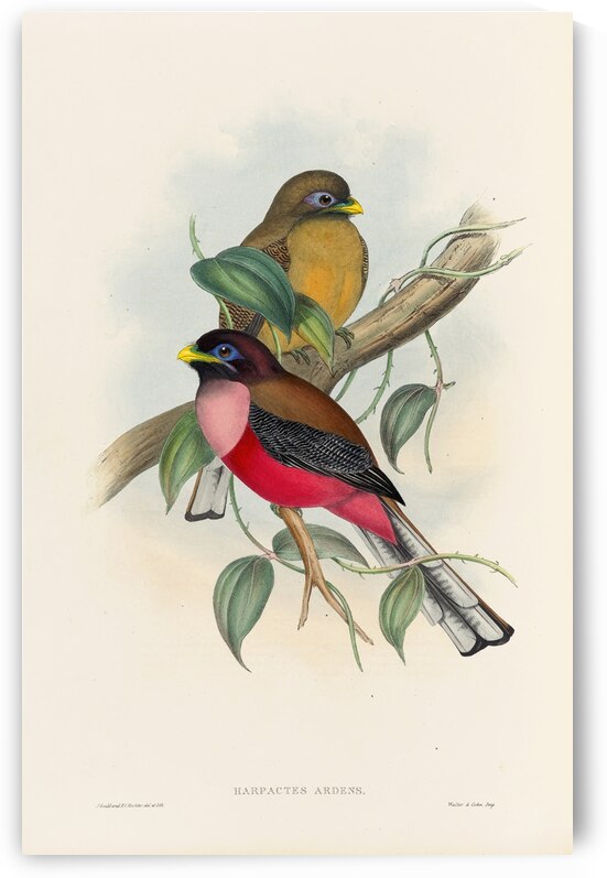 John Gould trogons 022 by IStockHistory com
