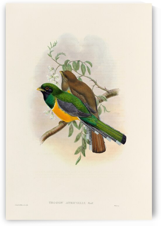 John Gould trogons 040 by IStockHistory com