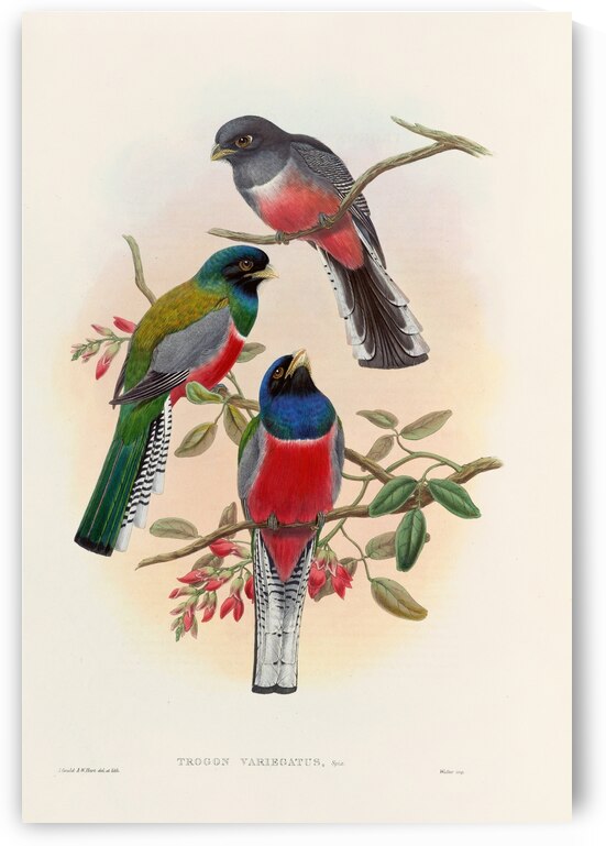 John Gould trogons 042 by IStockHistory com