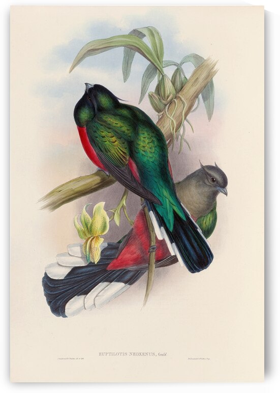 John Gould trogons 004 by IStockHistory com