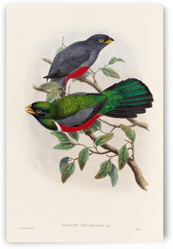 John Gould trogons 033 by IStockHistory com