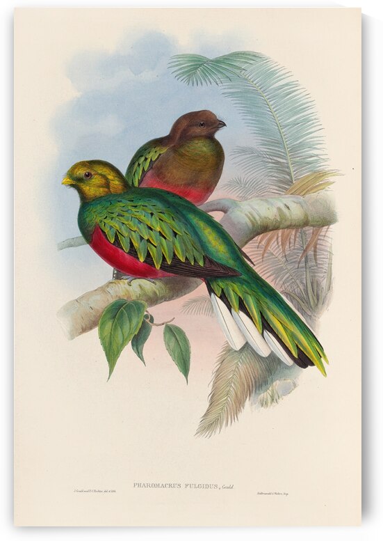 John Gould trogons 002 by IStockHistory com