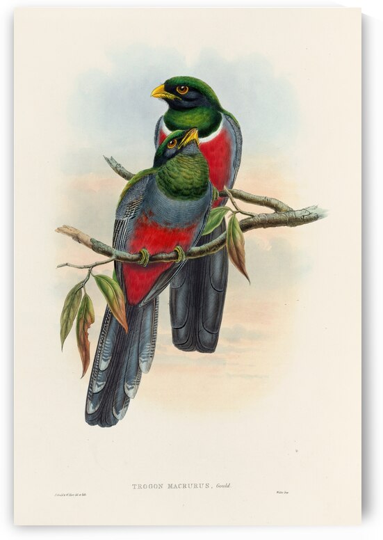 John Gould trogons 044 by IStockHistory com